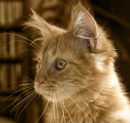 Image showing Maine Coon kitten portrait