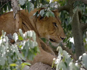 Image showing Lion in a african tree