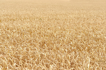 Image showing ripe grain field detail