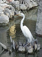 Image showing water and egret