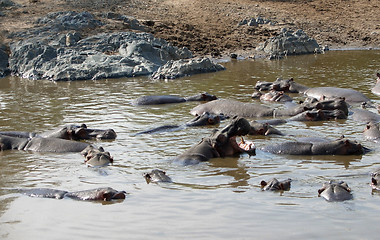 Image showing Hippos and sandy shore