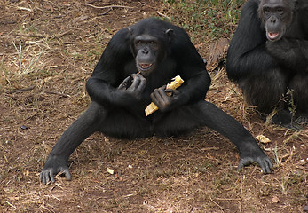 Image showing chimpanzees on the ground