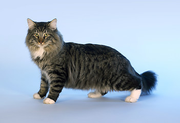 Image showing Norwegian Forest Cat