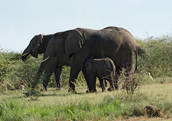 Image showing some Elephants in Uganda