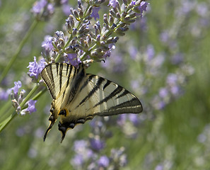 Image showing Scarce Swallowtail