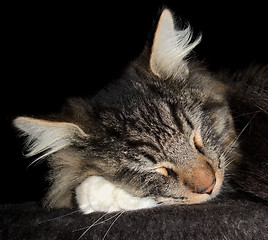 Image showing sleeping cat portrait