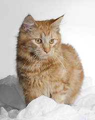 Image showing Maine Coon kitten