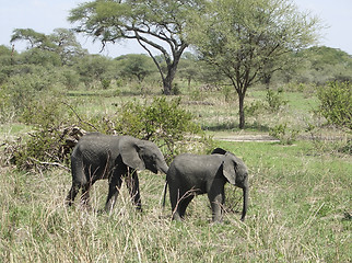 Image showing savannah with two young Elephants