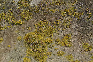 Image showing lichen on rough stone surface