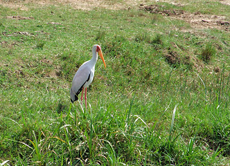 Image showing Yellow-billed Stork in grassy back