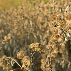 Image showing sere brown cocklebur