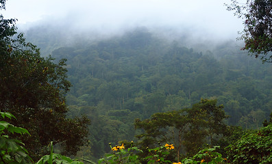 Image showing Bwindi Impenetrable Forest in Uganda