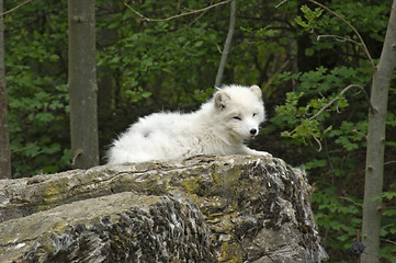 Image showing Arctic Fox resting on rock formation