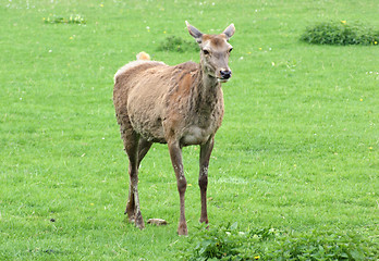 Image showing Red Deer on green grassland