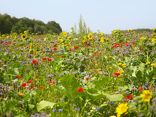 Image showing flowering meadow