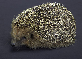 Image showing hedgehog in dark back