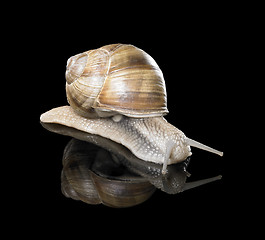 Image showing Grapevine snail on black