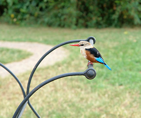 Image showing Common Kingfisher in Africa