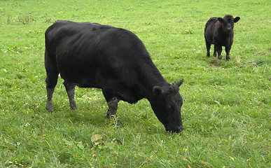 Image showing dark cows on green grass
