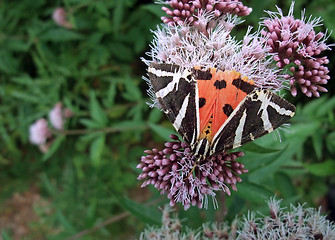 Image showing Jersey Tiger on flower