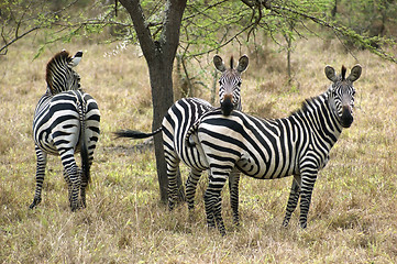 Image showing Zebras in Africa