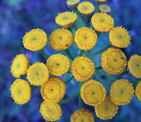 Image showing detail of yellow flowers