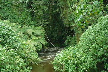 Image showing Bwindi Impenetrable Forest in Uganda