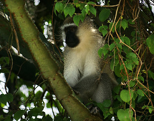 Image showing vervet monkey sitting in a treetop