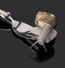 Image showing Grapevine snail on fork