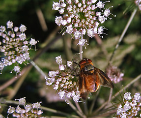 Image showing Diptera in natural back