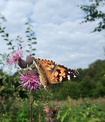 Image showing Painted Lady butterfly on thistle flower