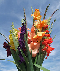 Image showing bunch of gladioli flowers