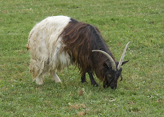 Image showing Valais Blackneck on green grass