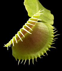 Image showing carnivorous plant detail