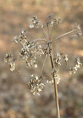 Image showing seedy stalk