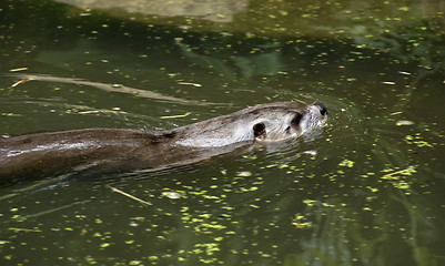 Image showing swimming Otter