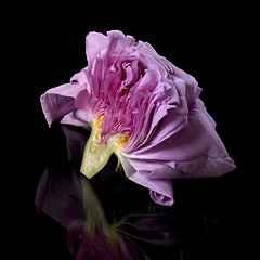 Image showing half of a pink rose