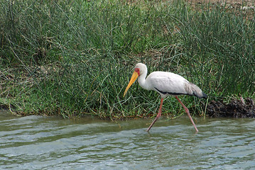 Image showing waterside wading Yellow-billed Stork