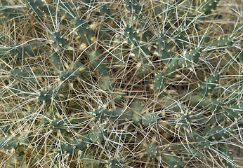 Image showing tubular cacti detail