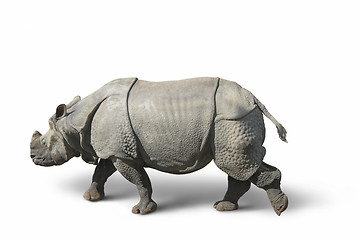 Image showing rhinoceros in white back