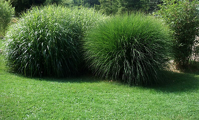 Image showing spherical grass plants