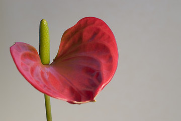 Image showing red Flamingo Flower detail in grey back