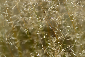 Image showing sere filigree grass closeup