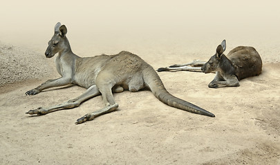 Image showing kangaroos