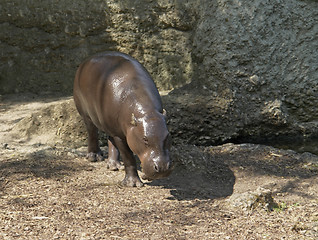 Image showing Pygmy Hippopotamus