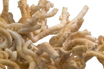 Image showing serpulid worm tubes