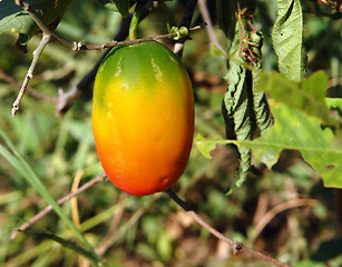 Image showing multicolored fruit