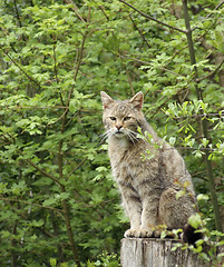 Image showing wildcat in natural ambiance