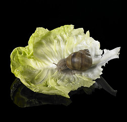 Image showing Grapevine snail on green lettuce leaf