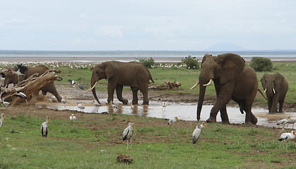 Image showing savannah scenery with three Elephants and birds